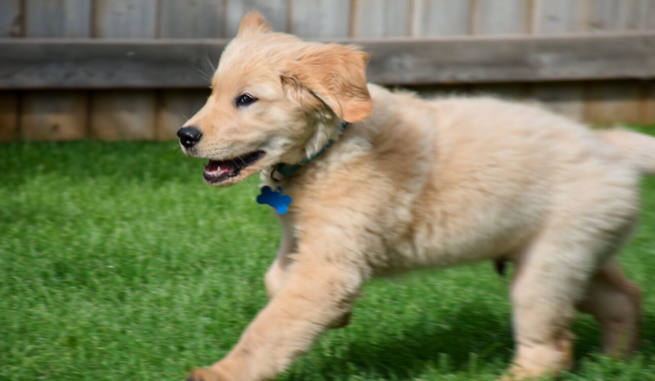 5 Tips to Keep Pets Cool in Arizona Heat